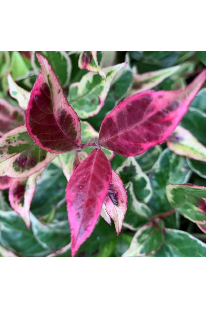 Leucothoe walteri ’Firestar’ 